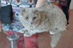 Шотландская кошка.