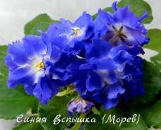 Фиалка.