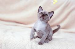 Бурманская кошка.