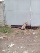 Собаки.