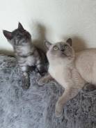 Шотландская кошка.