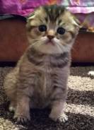 Шотландская кошка.