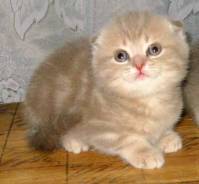 Шотландская кошка.