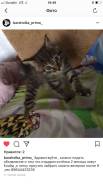 Кошки.