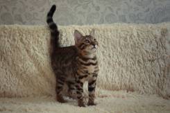 Клубный котёнок