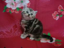 Шотландская кошка.