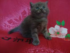 Шотландская кошка.