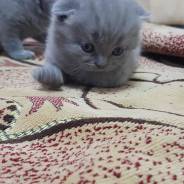 Продаются котята шотландские прямоухие и вислоухие, все коты