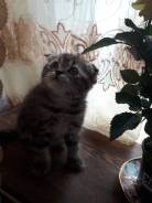 Шотландская кошка.
