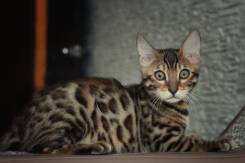 Бенгальская кошка.