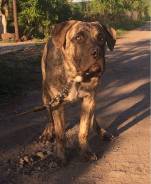 Dogo canario( мальчик). Продается щенок редкой породы.