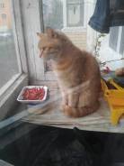 Кошки.