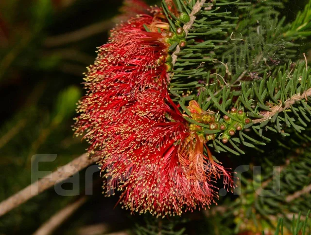 Растение Calothamnus quadrifidus - Растения во Владивостоке