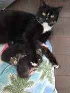 Котята очень красивые. Отдам бесплатно.