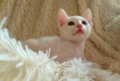 Русская голубая кошка.
