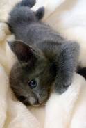 Русская голубая кошка.