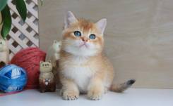 Британская кошка.