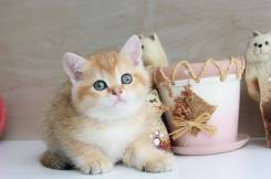 Британская кошка.