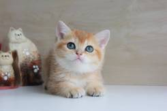 Британская кошка.
