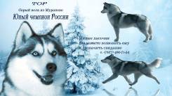 Хаски.