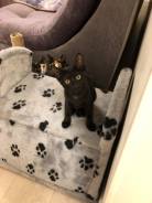 Кошки.