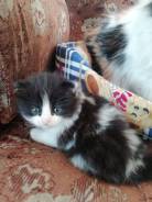 Кошки.
