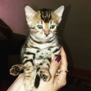 Бенгальская кошка.