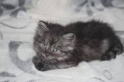 Шотландская кошка.