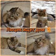 Кошки.