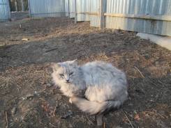 Беспородные кошки. Под заказ