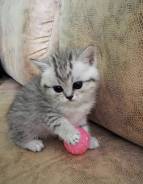Шотландская кошка.