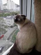 Шотландская вислоухая кошка. Под заказ