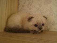 Шотландская вислоухая кошка.
