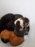 Кошки.