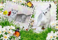 Шотландская прямоухая кошка.