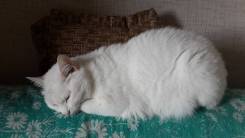 Кошки.