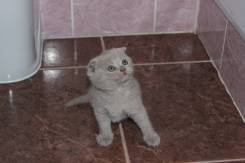 Шотландская вислоухая кошка.