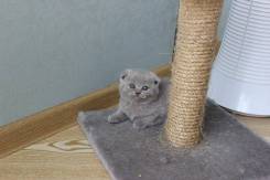 Шотландская вислоухая кошка.
