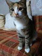 Кошки.