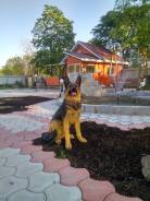 Фигуры садовые.