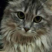 Кошечка