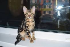 Бенгальская кошка. Под заказ