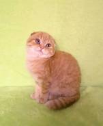 Шотландская кошка.