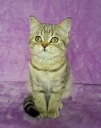 Шотландская кошка.