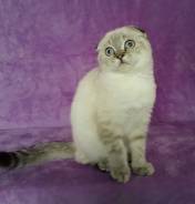 Шотландская кошка.