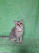 Шотландская прямоухая кошка.