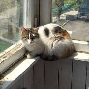 Кошки.