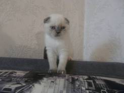 Шотландская вислоухая кошка.