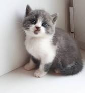 Шотландская кошка.