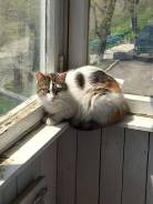 Кошки.
